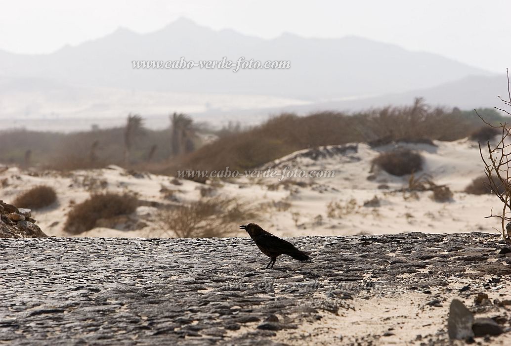 Boa Vista : Sal Rei : desert crow : Nature AnimalsCabo Verde Foto Gallery