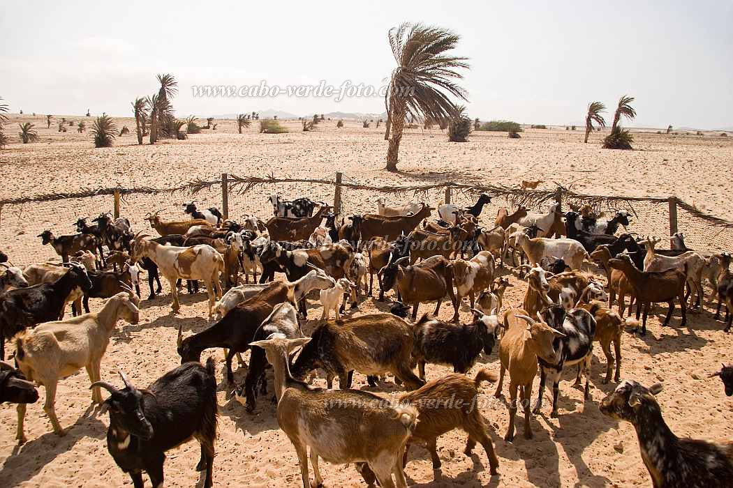 Boa Vista : Sal Rei : capra : Nature AnimalsCabo Verde Foto Gallery