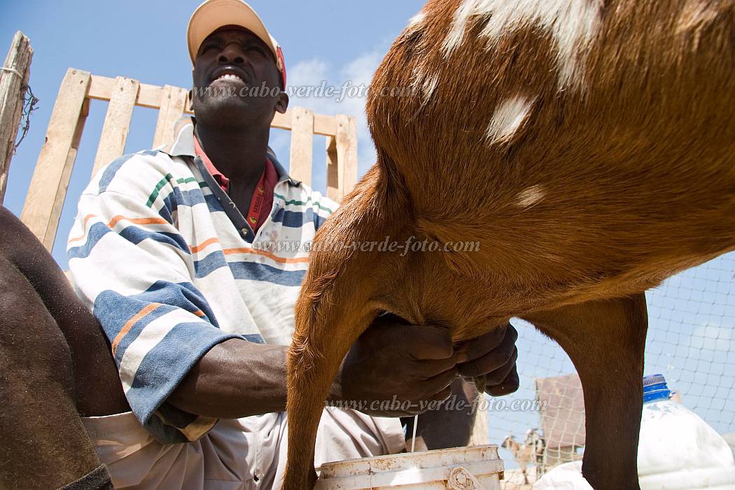 Boa Vista : Sal Rei : goat : Nature AnimalsCabo Verde Foto Gallery