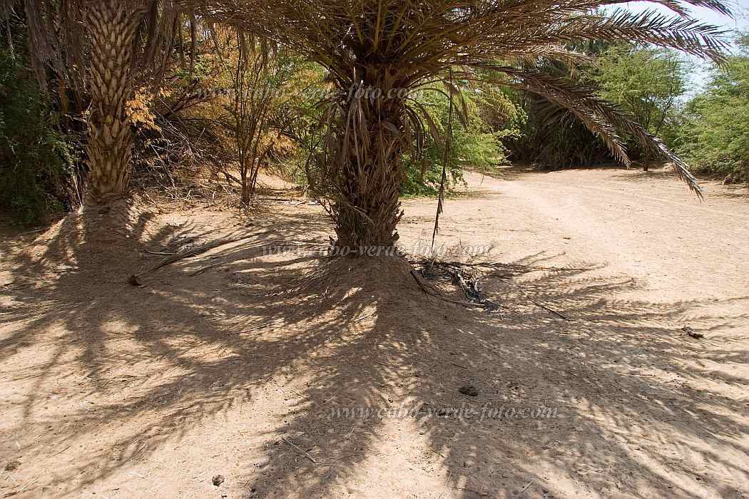 Boa Vista : Estncia de Baixo : palm tree : Nature PlantsCabo Verde Foto Gallery