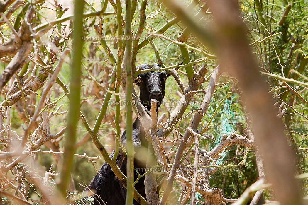 Boa Vista : Estância de Baixo : goat : Nature AnimalsCabo Verde Foto Gallery