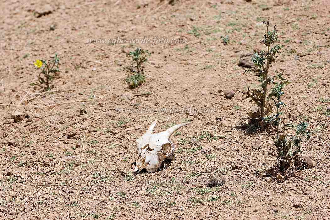 Boa Vista : Sal Rei : capra : Nature AnimalsCabo Verde Foto Gallery