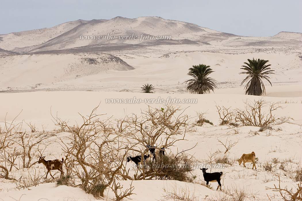 Boa Vista : Praia de Santa Mónica : goat : Technology AgricultureCabo Verde Foto Gallery