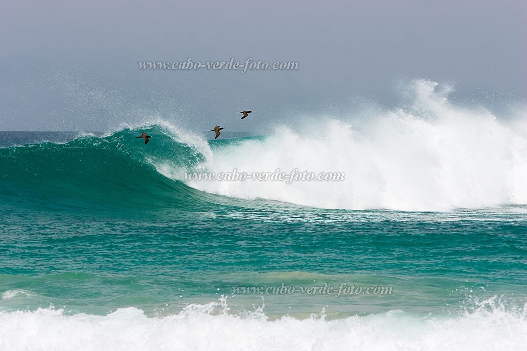 Boa Vista : Praia de Santa Mnica : brown booby : Nature AnimalsCabo Verde Foto Gallery