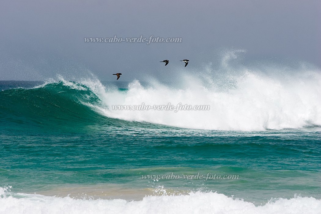 Boa Vista : Praia de Santa Mnica : alcatraz : Nature AnimalsCabo Verde Foto Gallery