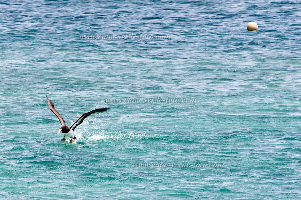 Boa Vista : Sal Rei : brown booby : Nature AnimalsCabo Verde Foto Gallery