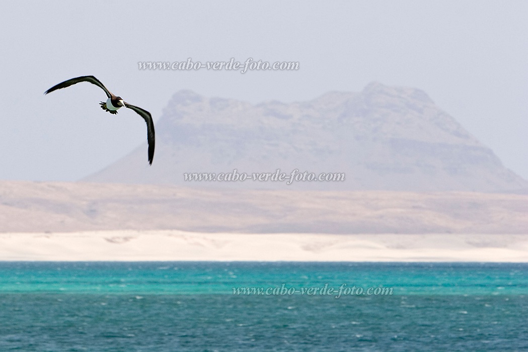 Boa Vista : Sal Rei : brown booby : Nature AnimalsCabo Verde Foto Gallery