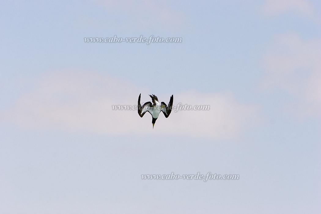 Boa Vista : Praia de Santa Mnica : brown booby : Nature AnimalsCabo Verde Foto Gallery