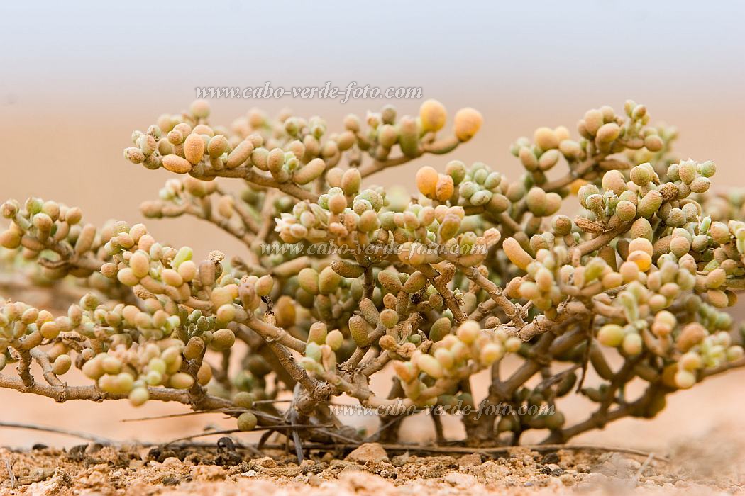 Insel: Boa Vista  Wanderweg:  Ort: Morro Negro Motiv: Pflanze Motivgruppe: Nature Plants © Florian Drmer www.Cabo-Verde-Foto.com