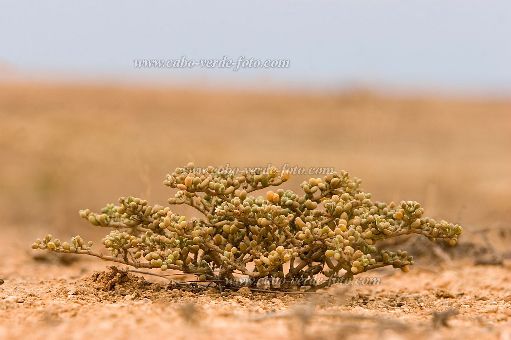 Insel: Boa Vista  Wanderweg:  Ort: Morro Negro Motiv: Pflanze Motivgruppe: Nature Plants © Florian Drmer www.Cabo-Verde-Foto.com