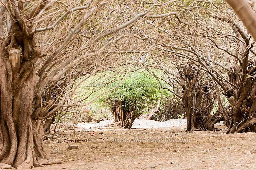 Insel: Boa Vista  Wanderweg:  Ort: Morro Negro Motiv: Akazie Motivgruppe: Technology Agriculture © Florian Drmer www.Cabo-Verde-Foto.com