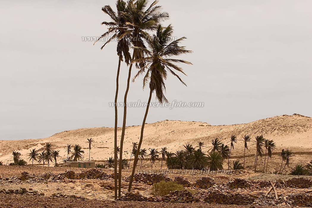 Boa Vista : Ponta de Ervato : oasis : Landscape DesertCabo Verde Foto Gallery