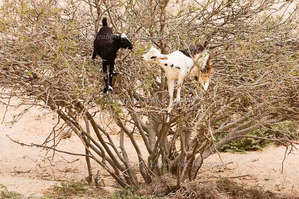Boa Vista : Morro Negro : goat : Technology AgricultureCabo Verde Foto Gallery