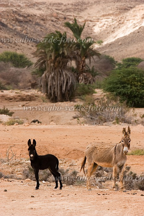 Boa Vista : Santo Antnio : donkey : Nature AnimalsCabo Verde Foto Gallery