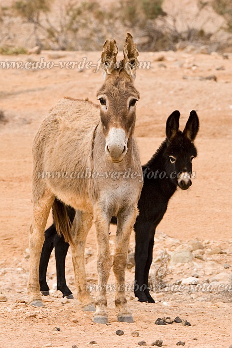 Insel: Boa Vista  Wanderweg:  Ort: Santo Antnio Motiv: Esel Motivgruppe: Nature Animals © Florian Drmer www.Cabo-Verde-Foto.com