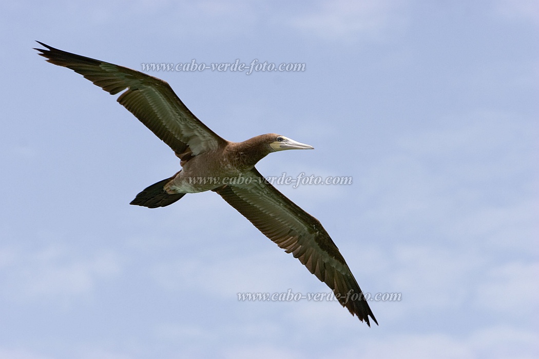 Boa Vista : Rabil : brown booby : Nature AnimalsCabo Verde Foto Gallery