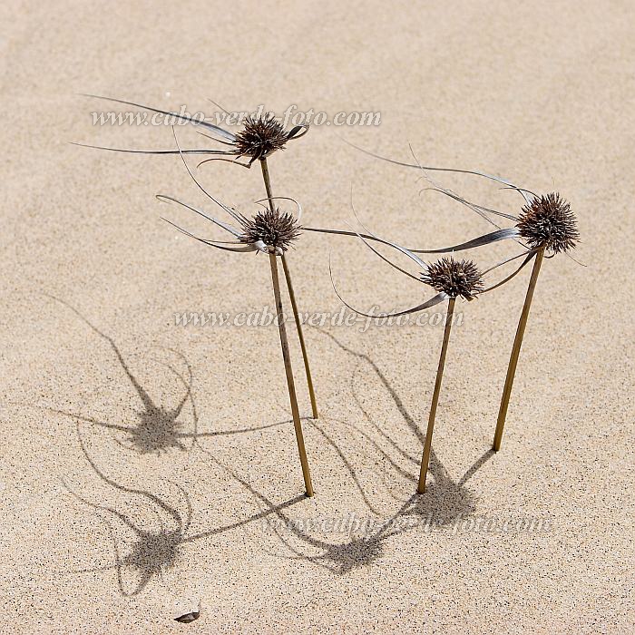 Insel: Boa Vista  Wanderweg:  Ort: Praia da Chave Motiv: Dne Motivgruppe: Nature Plants © Florian Drmer www.Cabo-Verde-Foto.com