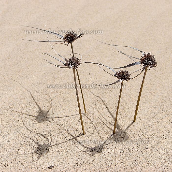 Boa Vista : Praia da Chave : dune : Nature PlantsCabo Verde Foto Gallery