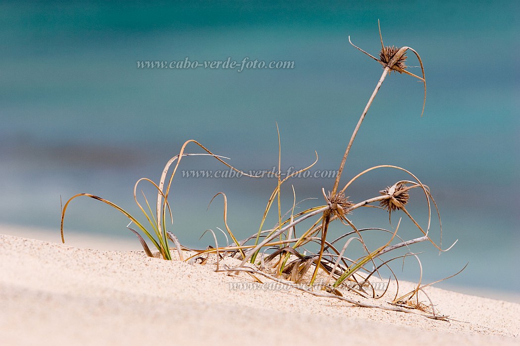 Boa Vista : Praia de Chave : dune : Nature PlantsCabo Verde Foto Gallery