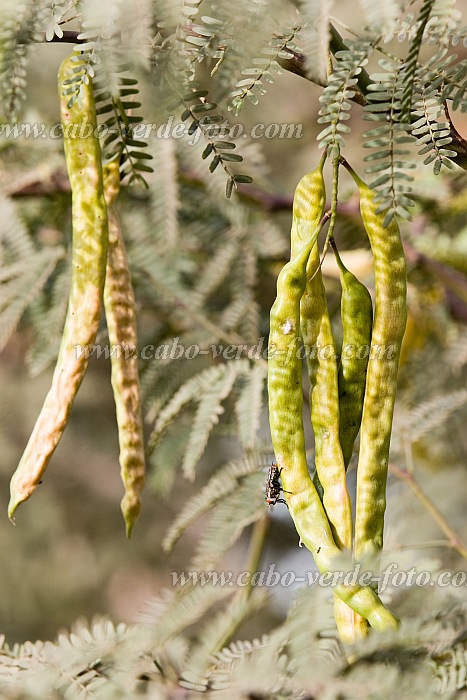 Santiago : Praia : acacia seed : Nature PlantsCabo Verde Foto Gallery