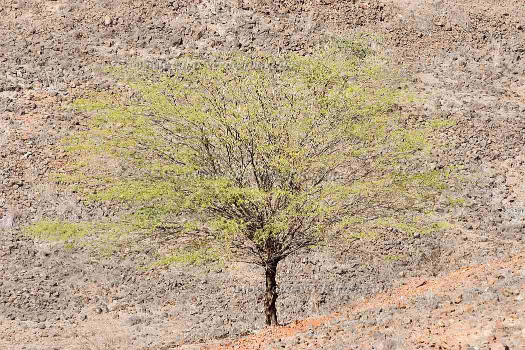 Santiago : Tarrafal : tree : Landscape DesertCabo Verde Foto Gallery