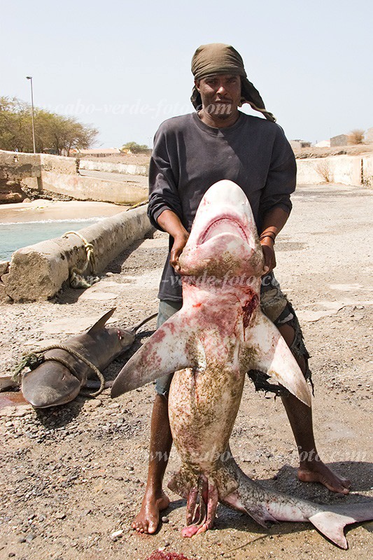 Santiago : Tarrafal : shark : People WorkCabo Verde Foto Gallery