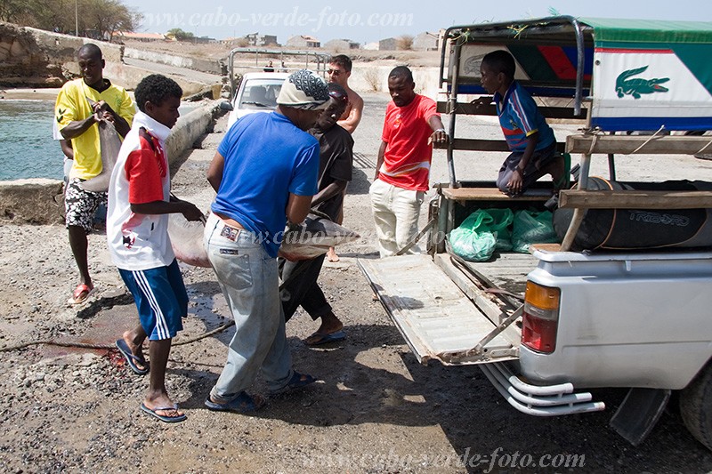 Santiago : Tarrafal : shark : People WorkCabo Verde Foto Gallery