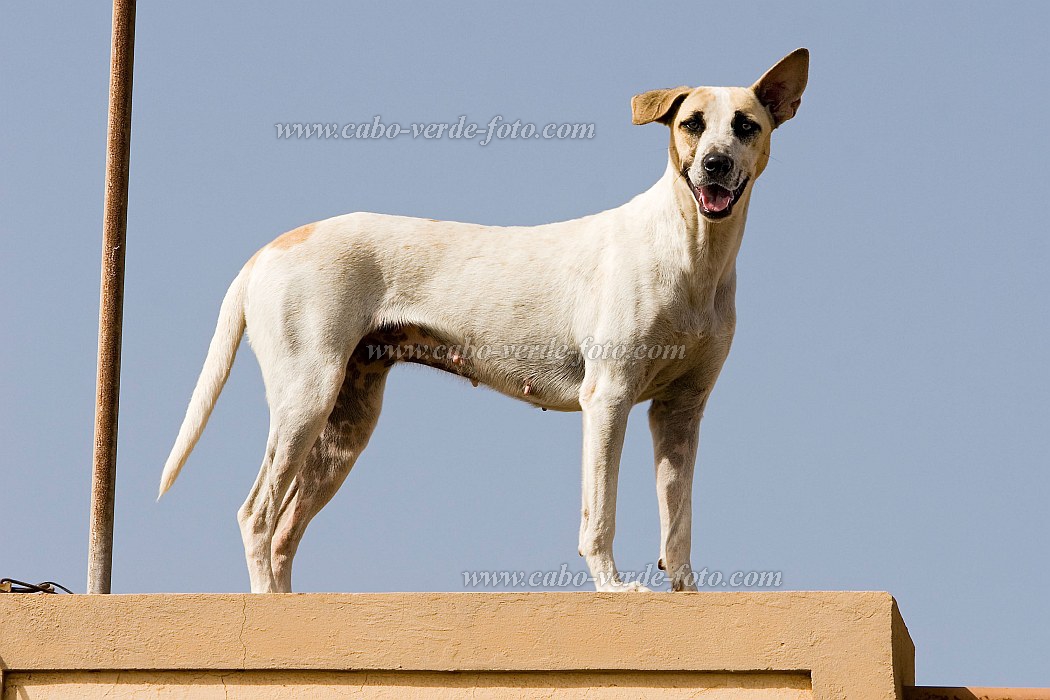Insel: Santiago  Wanderweg:  Ort: Calheta Motiv: Hund Motivgruppe: Nature Animals © Florian Drmer www.Cabo-Verde-Foto.com