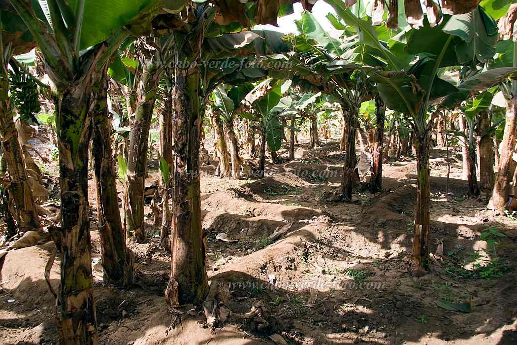 Santiago : Ra Seca : plantation : Landscape AgricultureCabo Verde Foto Gallery