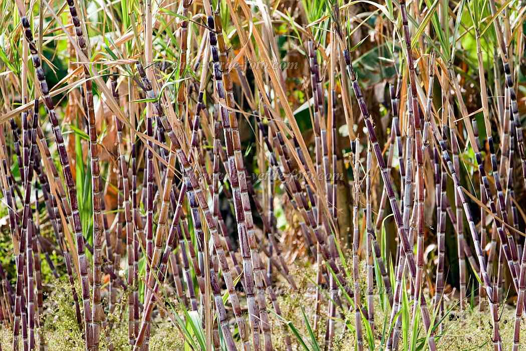 Santiago : Ra Seca : plantation : Landscape AgricultureCabo Verde Foto Gallery