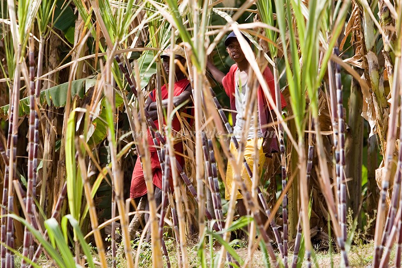 Insel: Santiago  Wanderweg:  Ort: Calheta Motiv: Zuckerrohr Motivgruppe: People © Florian Drmer www.Cabo-Verde-Foto.com