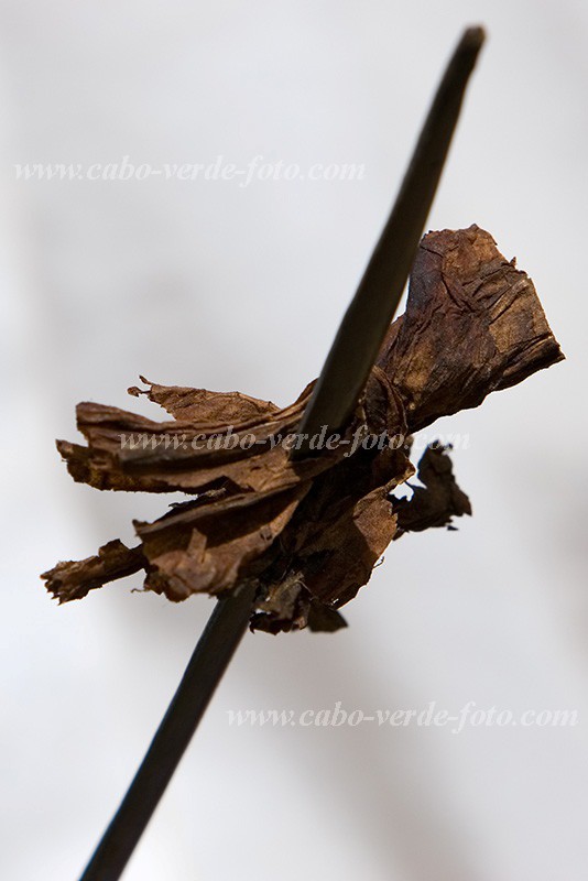 Insel: Santiago  Wanderweg:  Ort: Calheta Motiv: Tabak Motivgruppe: Nature Plants &copy; Florian D�rmer www.Cabo-Verde-Foto.com
