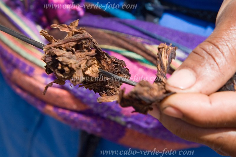 Insel: Santiago  Wanderweg:  Ort: Calheta Motiv: Tabak Motivgruppe: Nature Plants &copy; Florian D�rmer www.Cabo-Verde-Foto.com
