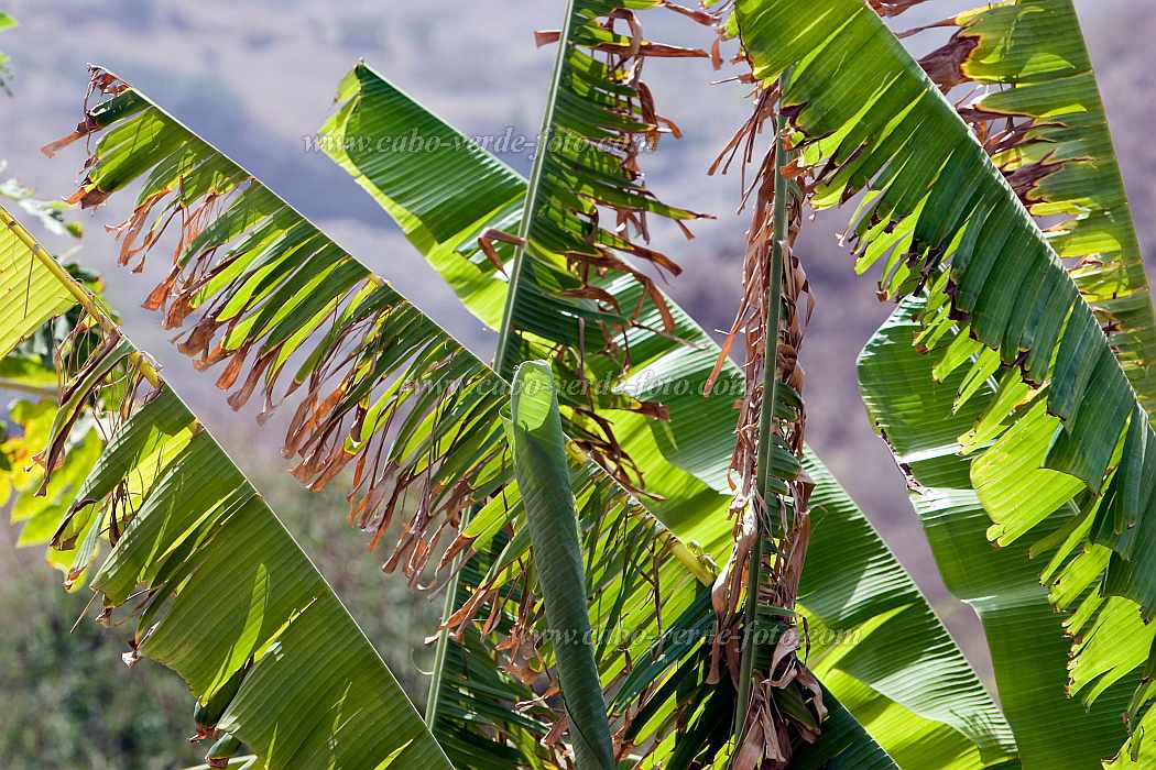 Santiago : Ra Seca : plantation : Landscape AgricultureCabo Verde Foto Gallery