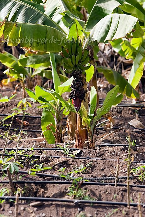 Santiago : Ra Seca : plantation : Landscape AgricultureCabo Verde Foto Gallery