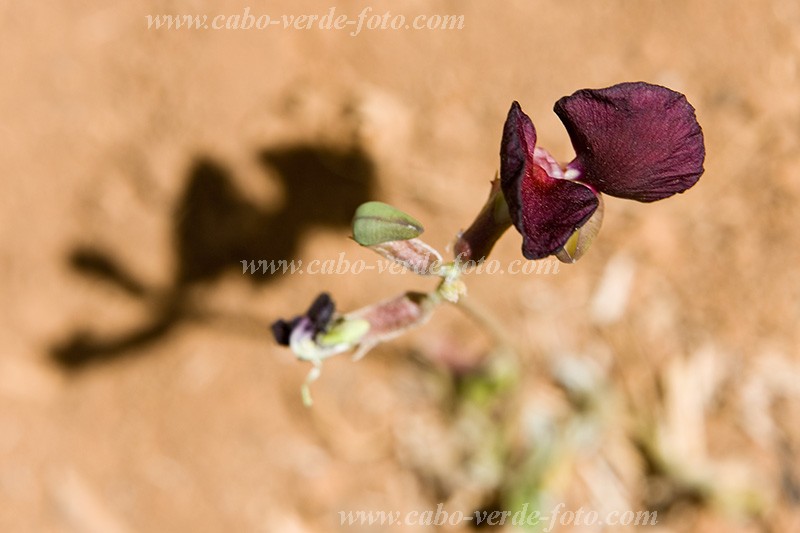 Insel: Santiago  Wanderweg:  Ort: Malagueta Motiv: Blume Motivgruppe: Landscape Mountain &copy; Florian D�rmer www.Cabo-Verde-Foto.com