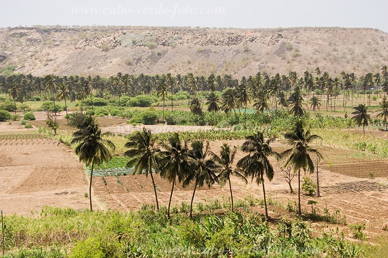 Santiago : Ra Seca : plantation : Landscape AgricultureCabo Verde Foto Gallery