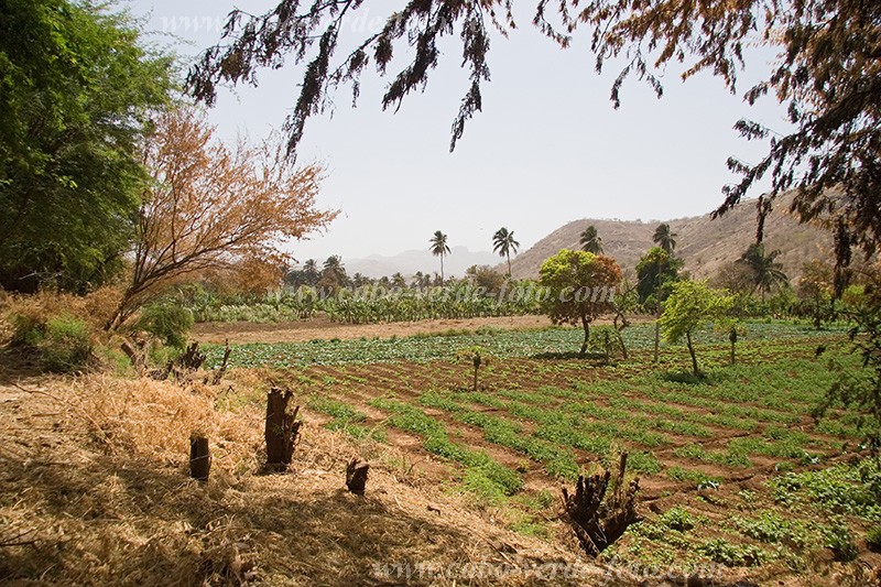 Santiago : Ra Seca : plantation : Landscape AgricultureCabo Verde Foto Gallery