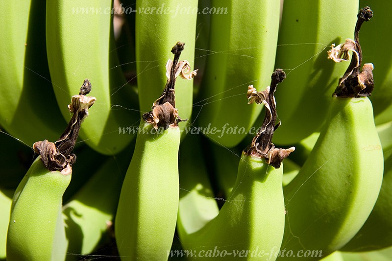 Santiago : Ra Seca : banana : Nature PlantsCabo Verde Foto Gallery