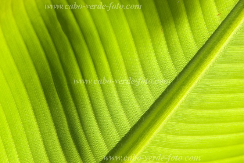 Insel: Santiago  Wanderweg:  Ort: Ra Seca Motiv: Banane Motivgruppe: Nature Plants © Florian Drmer www.Cabo-Verde-Foto.com