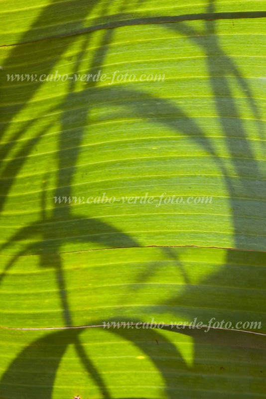Insel: Santiago  Wanderweg:  Ort: Ra Seca Motiv: Banane Motivgruppe: Nature Plants © Florian Drmer www.Cabo-Verde-Foto.com