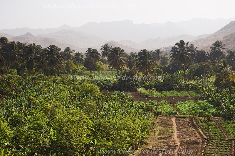 Santiago : Ra Seca : plantation : Landscape AgricultureCabo Verde Foto Gallery