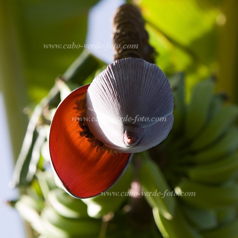 Santiago : Ra Seca : banana : Nature PlantsCabo Verde Foto Gallery