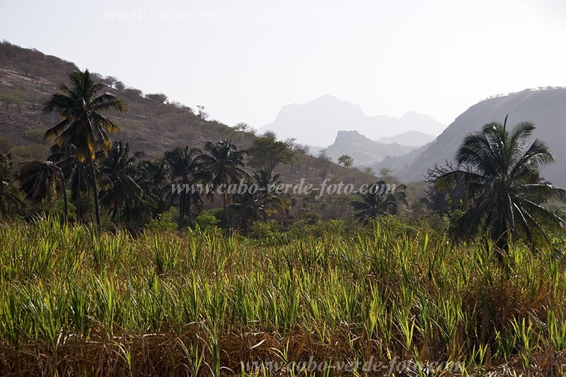 Santiago : Ra Seca : plantation : Landscape AgricultureCabo Verde Foto Gallery