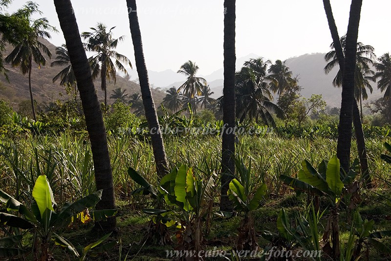 Santiago : Ra Seca : plantation : Landscape AgricultureCabo Verde Foto Gallery