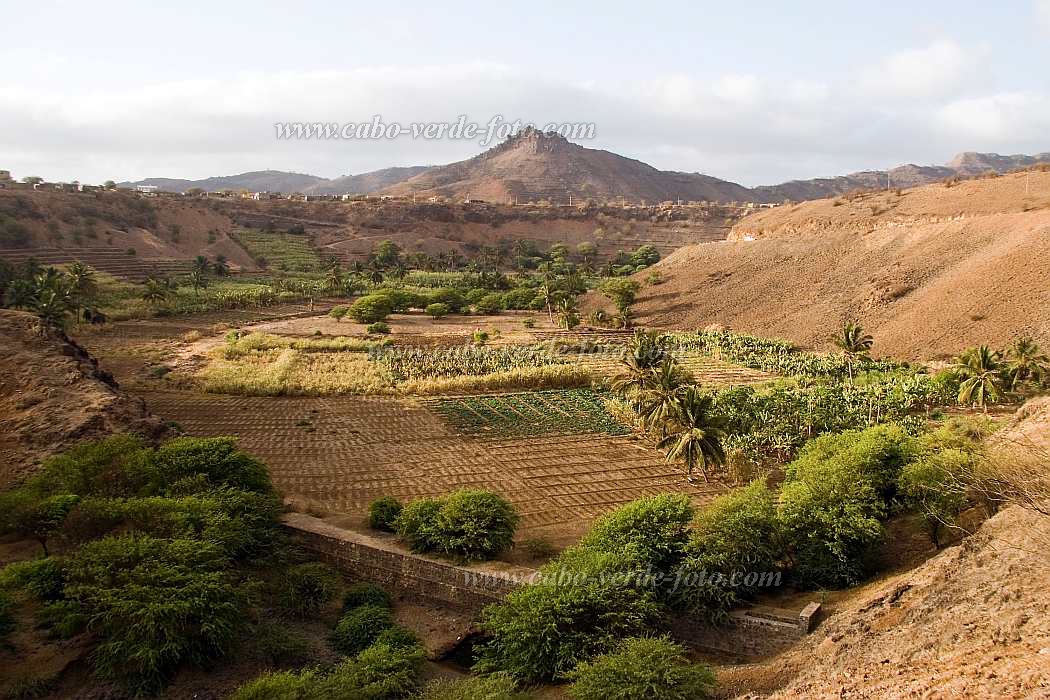 Santiago : Calheta : plantation : Landscape AgricultureCabo Verde Foto Gallery