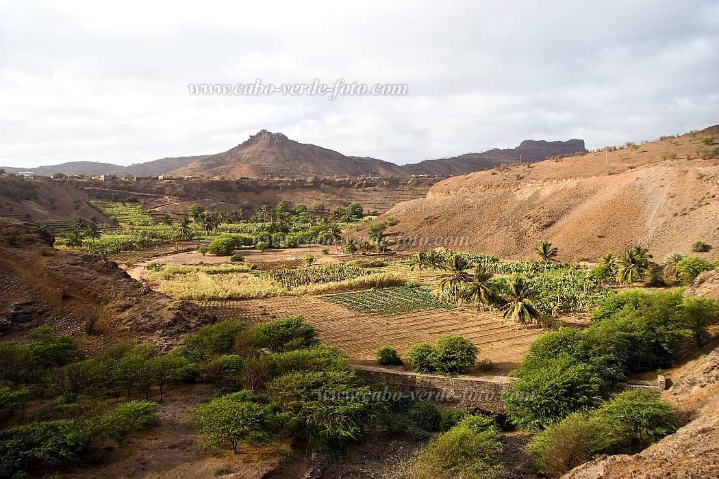 Santiago : Calheta : plantation : Landscape AgricultureCabo Verde Foto Gallery