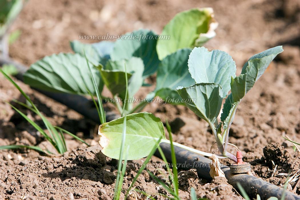 Santiago : Assomada : plantation : Landscape AgricultureCabo Verde Foto Gallery