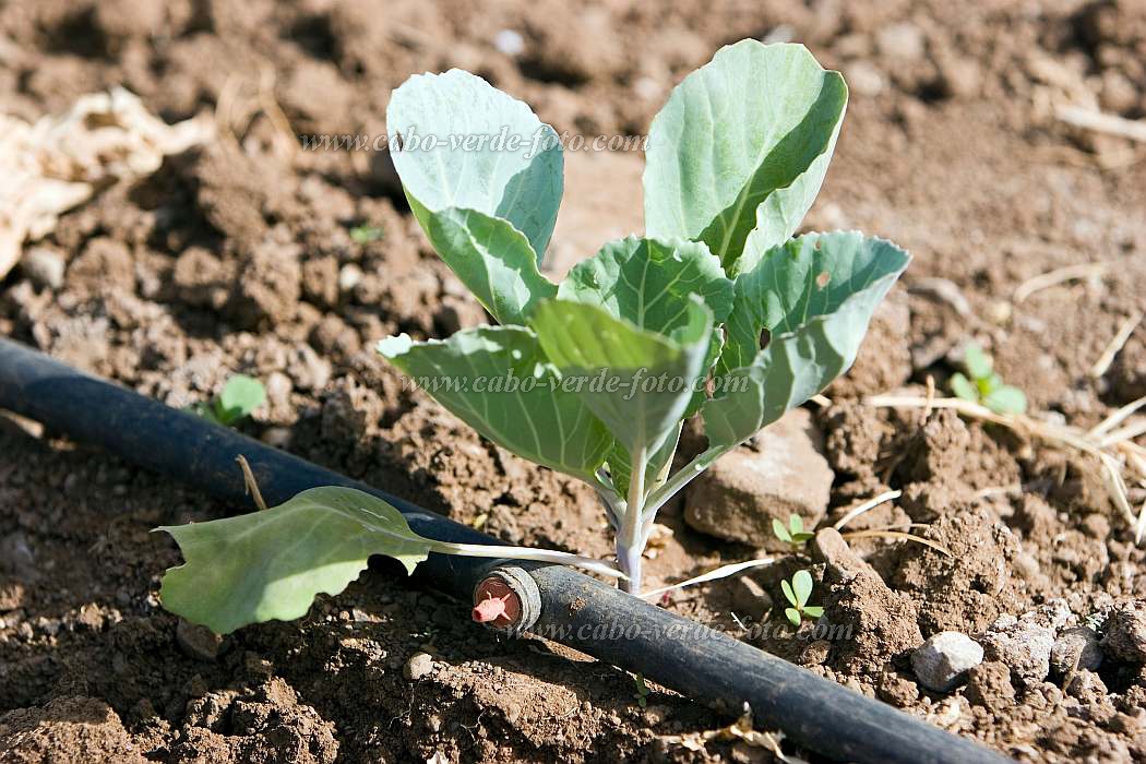 Santiago : Assomada : plantation : Landscape AgricultureCabo Verde Foto Gallery