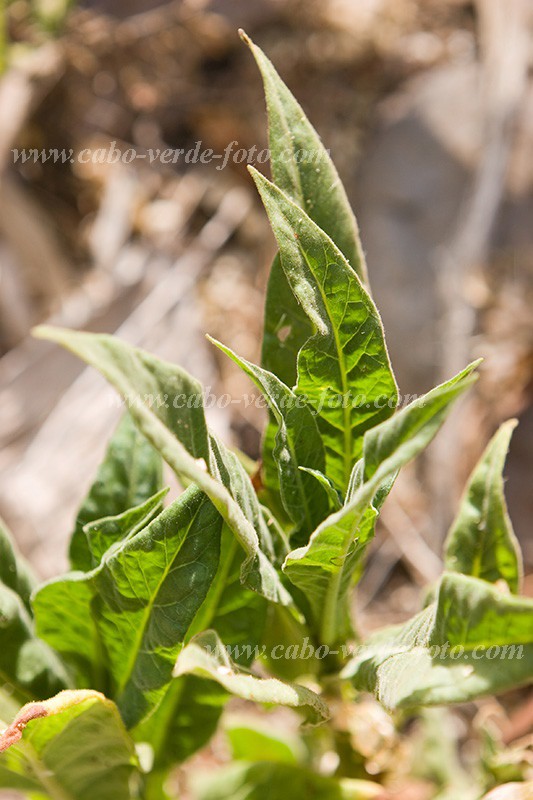 Insel: Santiago  Wanderweg:  Ort: Assomada Motiv: Tabak Motivgruppe: Nature Plants &copy; Florian D�rmer www.Cabo-Verde-Foto.com